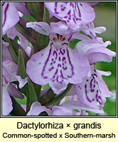 Dactylorhiza × grandis, Common spotted-orchid x Southern Marsh-orchid