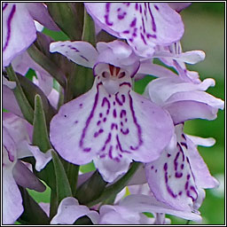 Common spotted-orchid x Southern Marsh-orchid, Dactylorhiza × grandis