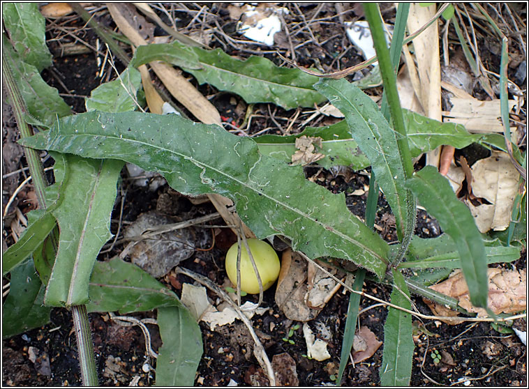 Hawkweed Oxtongue, Picris hieracioides