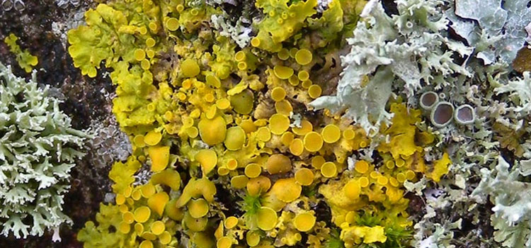 lichens
