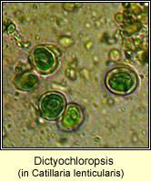 Dictyochloropsis