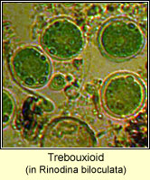 Trebouxioid