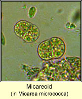 Micareoid