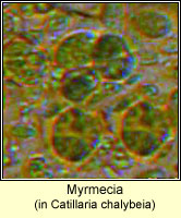 Myrmecia
