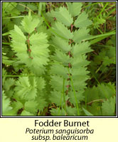 Burnet, fodder, Sanguisorba minor