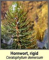 Hornwort, rigid
