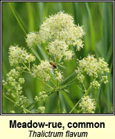 Meadow-rue, common