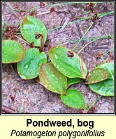 Pondweed, bog