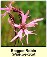 Ragged Robin