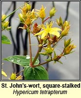 St Johnswort, square-stemmed