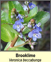 Brooklime