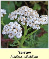 Yarrow