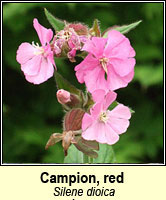 Campion, red