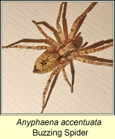 Anyphaena accentuata, Buzzing Spider