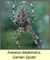 Araneus diadematus, Garden spider