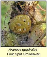 Araneus quadratus, Four Spot Orbweaver