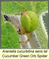 Araniella cucurbitina sens lat, Cucumber Green Orb Spider