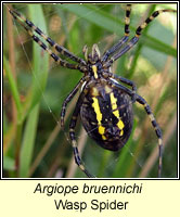 Argiope bruennichi, Wasp Spider