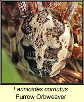 Larinioides cornutus, Furrow Orbweaver