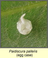 Paidiscura pallens (egg case)