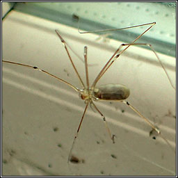Pholcus phalangioides, Longbodied cellar spider