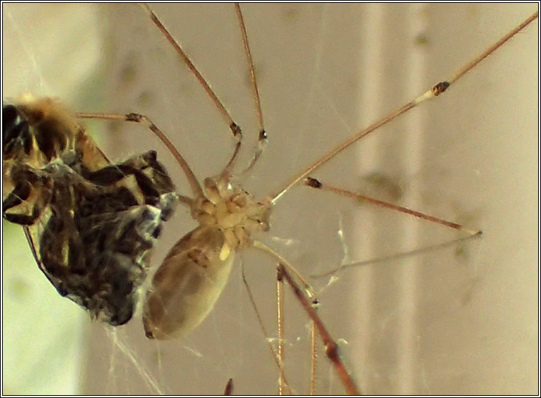 Pholcus phalangioides, Longbodied cellar spider