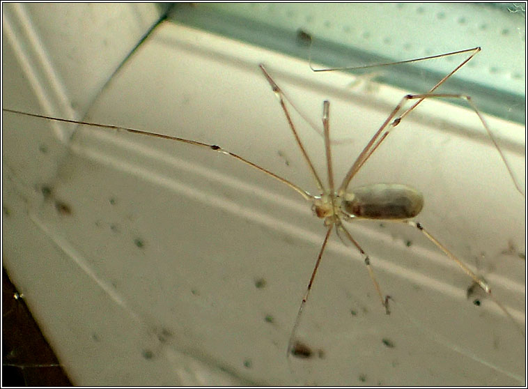 long bodied cellar spider pholcus phalangioides