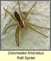 Dolomedes fimbriatus, Raft Spider