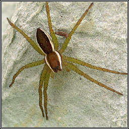 Dolomedes fimbriatus, Raft Spider