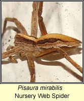 Pisaura mirabilis, Nursery Web Spider