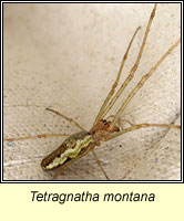 Tetragnatha montana