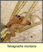 Tetragnatha montana