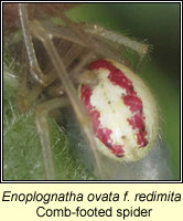 Enoplognatha ovata, Comb-footed spider
