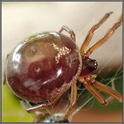 Steatoda nobilis, False Widow Spider