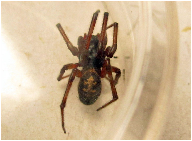 Steatoda nobilis, False Widow Spider