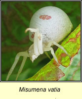 Misumena vatia, a crab spider