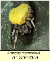 Araneus marmoreus var pyramidatus, Marbled Orbweaver