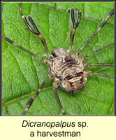 Dicranopalpus sp, a harvestman