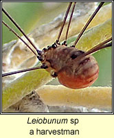 Leiobunum sp, a harvestman