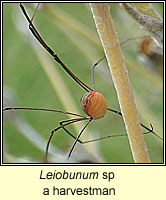 Leiobunum sp, a harvestman