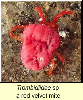 Trombidiidae sp, a red velvet mite