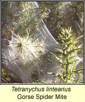 Tetranychus lintearius, Gorse Spider Mite