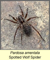 Pardosa amentata, Spotted Wolf Spider
