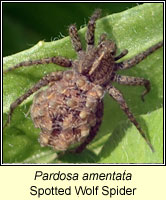 Pardosa amentata, Spotted Wolf Spider