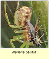 Neriene peltata