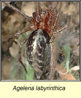 Agelena labyrinthica