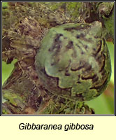 Gibbaranea gibbosa