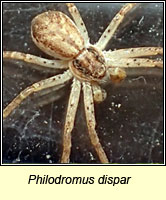 Philodromus dispar, a running crab spider