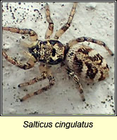 Salticus cingulatus