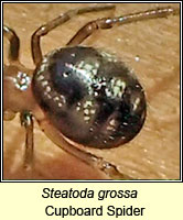 Steatoda grossa, Cupboard Spider